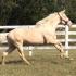 Reed Hill Farmâ€™s Colorful Thoroughbreds